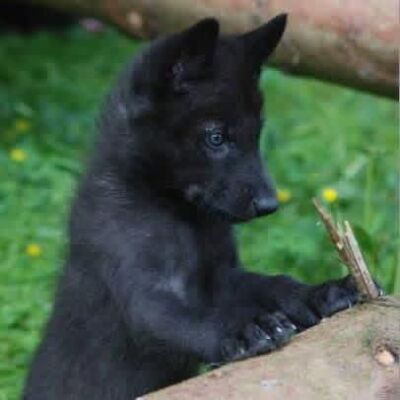 Grand Master Alx ♠️